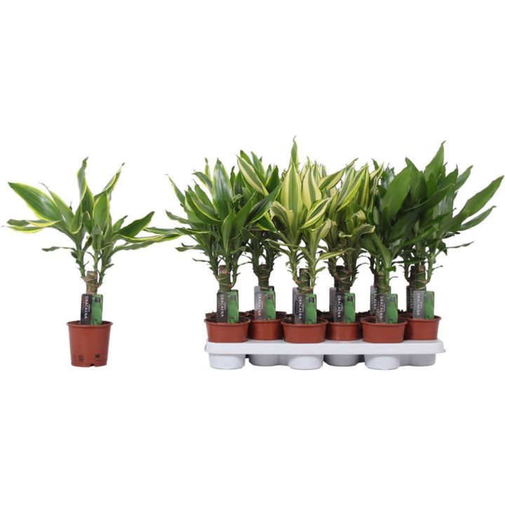 Tuoksutraakkipuu Dracaena Fragrans Mix P11