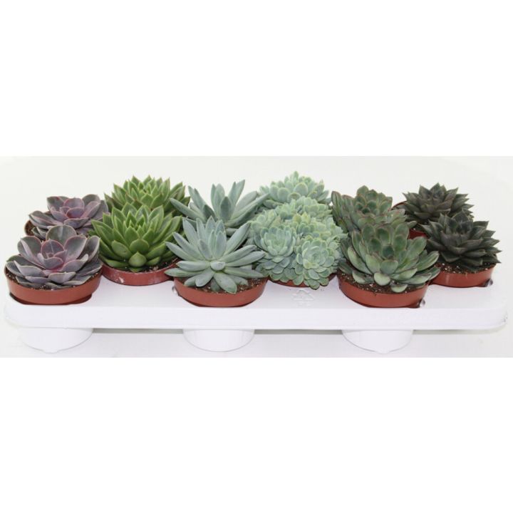 Mehiruusuke Echeveria Mix P10,5