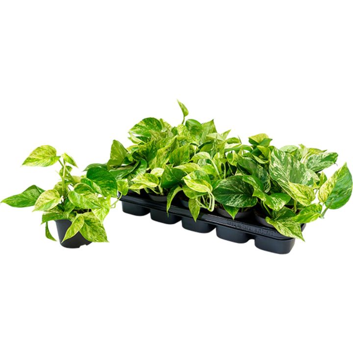 Kultaköynnös Marble Queen P12