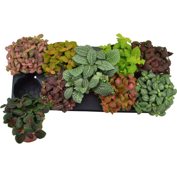 Pitsilehti Fittonia Mix P12