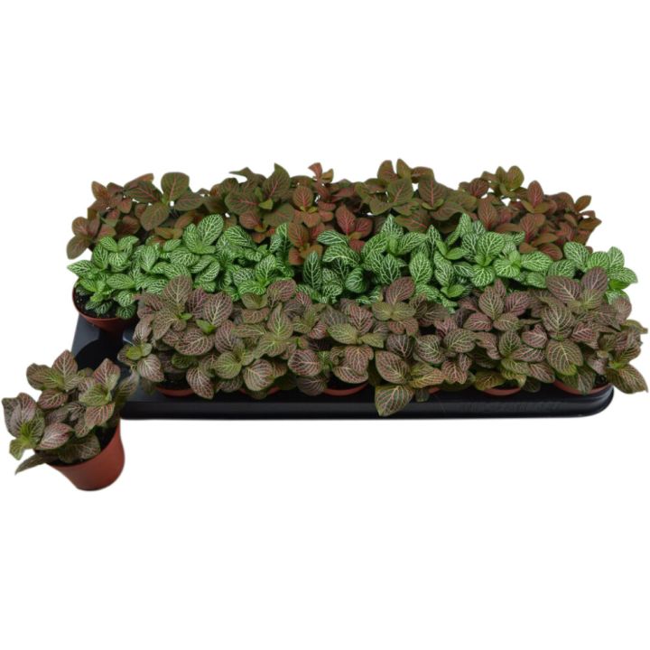 Pitsilehti Fittonia Mix P8