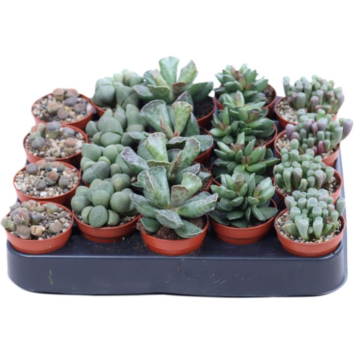 Kivikukka Lithops Mix P5