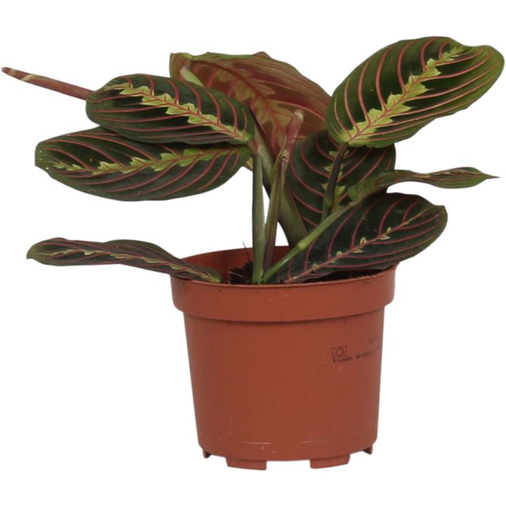 Paavonnukkumatti Maranta Leuconeura P12