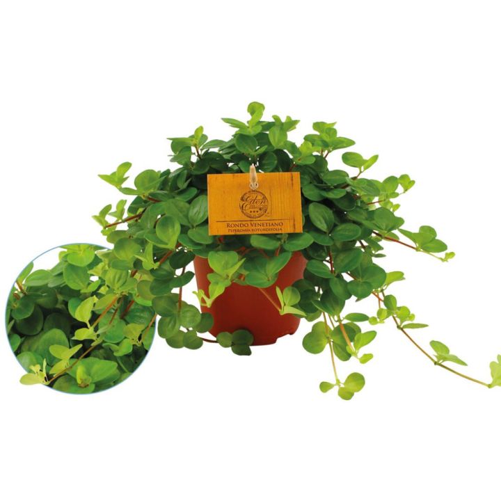 Pennimuori Peperomia Rotundifolia P12