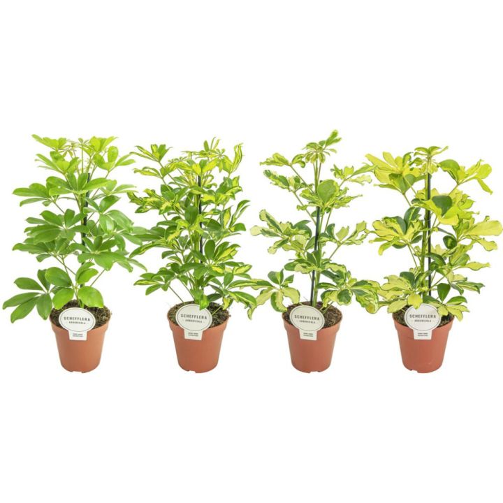 Siroliuska-Aralia Schefflera Mix P13