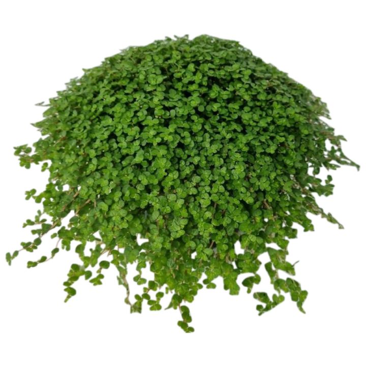 Kodinonni Soleirolia Soleirolii P11