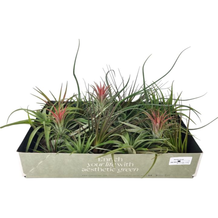 Tillandsia Mix P7