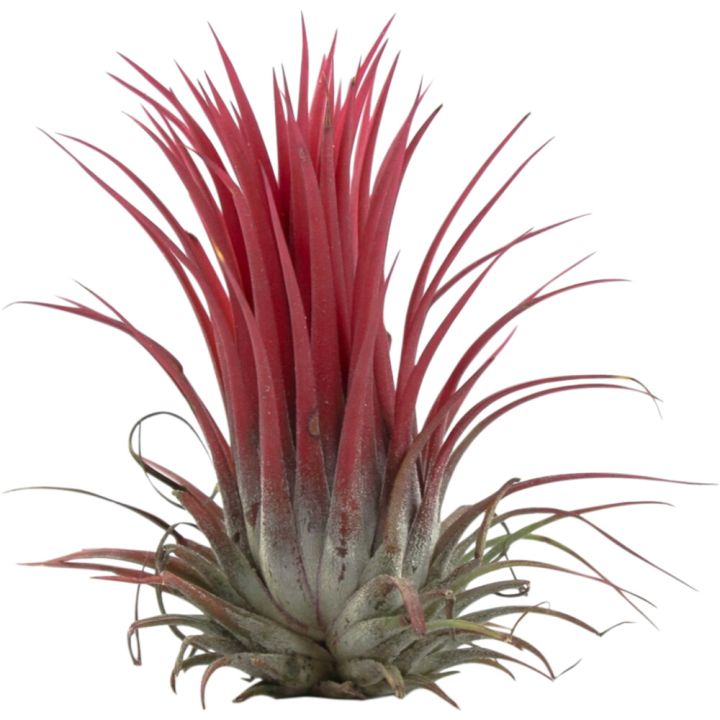 Käpytillandsia Mix 8 cm
