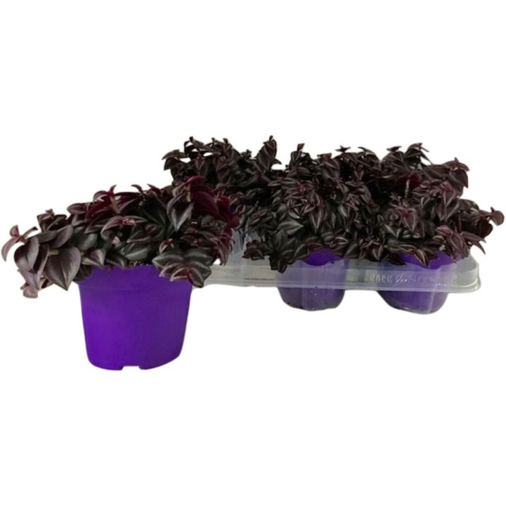Juoru Tradescantia Purple Passion P12