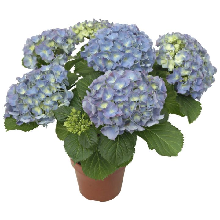 Hortensia Hydrangea Macrophylla Mix P23