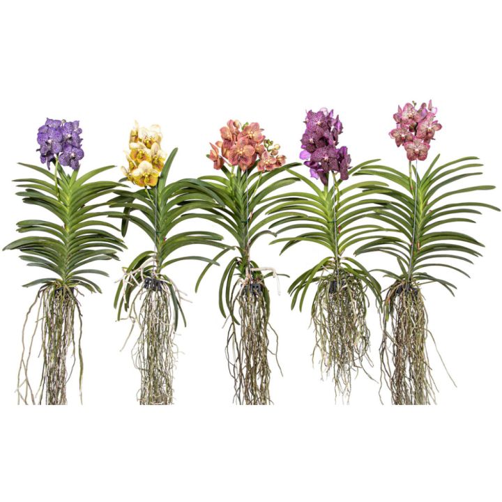 Orkidea Vanda Mix XXL 80 cm