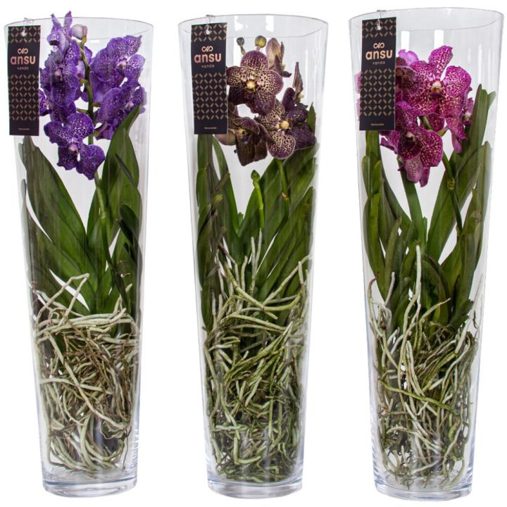 Orkidea Vanda Lisanne Mix 70 cm