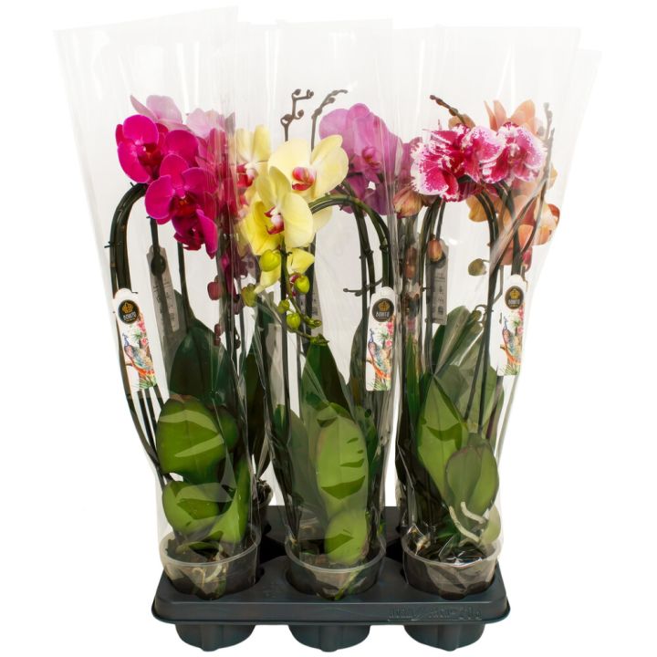 Perhoskämmekkä Phalaenopsis Mix kaarella 2-vanaa P12
