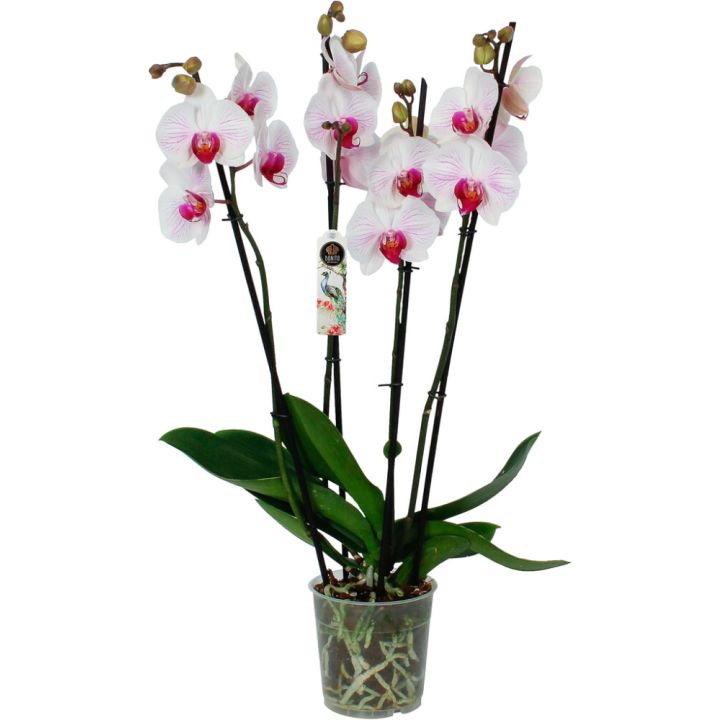 PERHOSKÄMMEKKÄ DENVER P12 PHALAENOPSIS 4