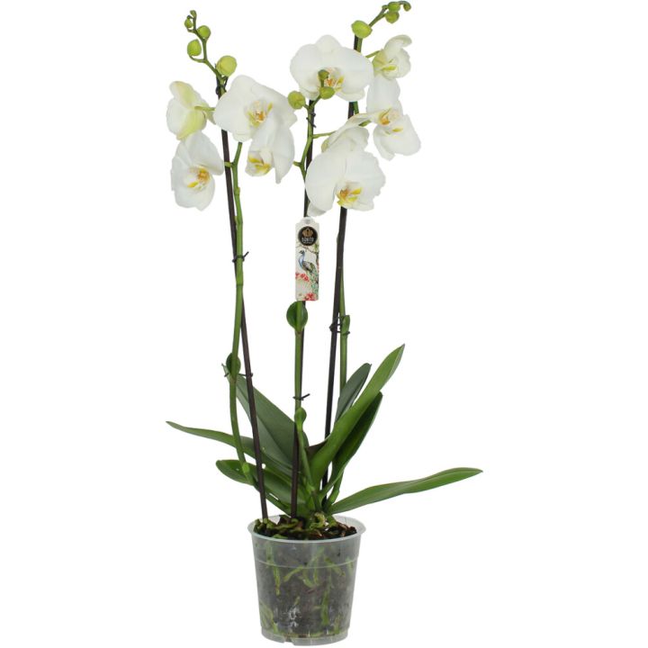 Perhoskämmekkä Phalaenopsis Nottingham 3-vanaa P12