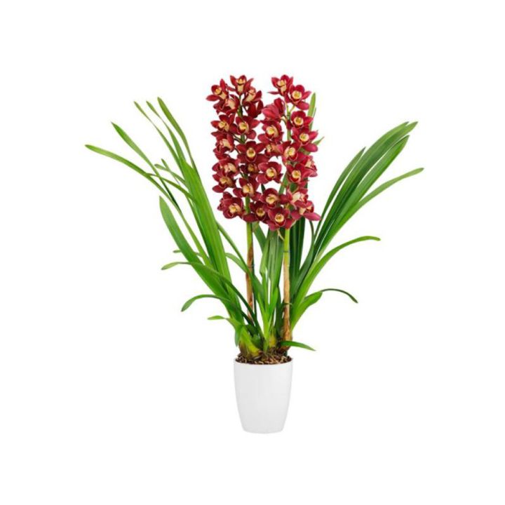 Kymbidiorkidea Cymbidium Red Arrow 2-vanaa P12