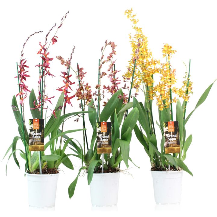 Orkidea Cambria Touve Mix P17