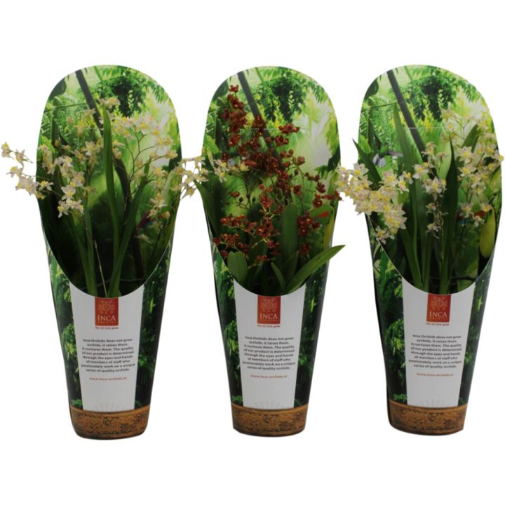 Nystykämmekkä Oncidium Twinkle P9