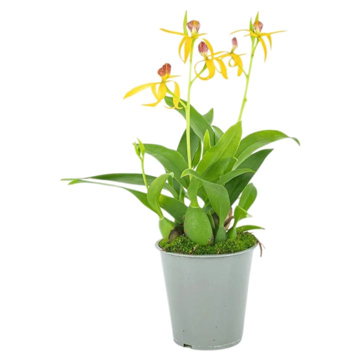 Orkidea Encyclia Jasper Hybrid P9