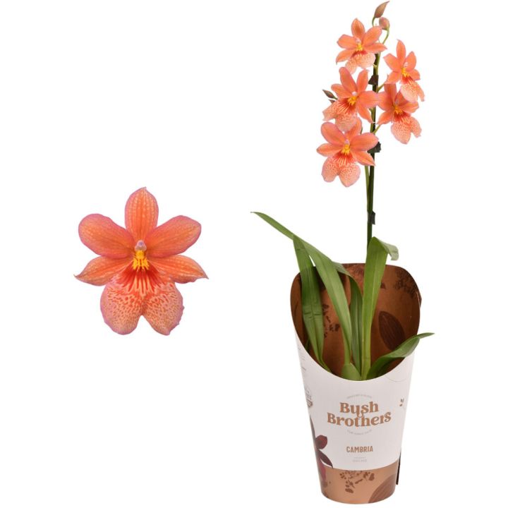 Orkidea Cambria Nelly Isler 1-vana P12