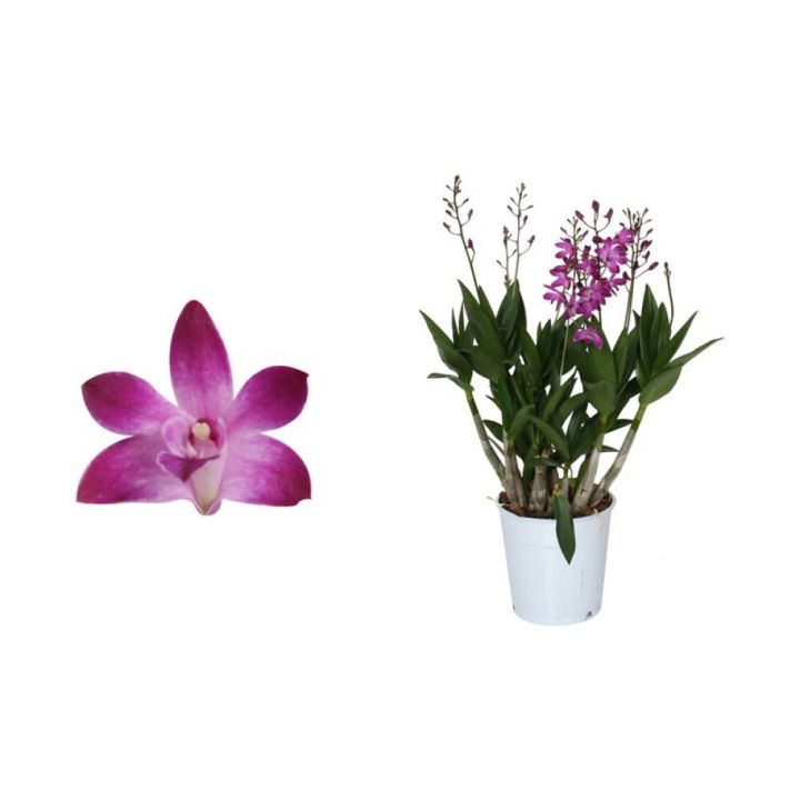 Puikkokämmekkä Dendrobium Berry Oda 4-vanaa P12