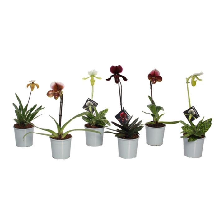 Venuksenkenkä Paphiopedilum Mix 1-vana P9