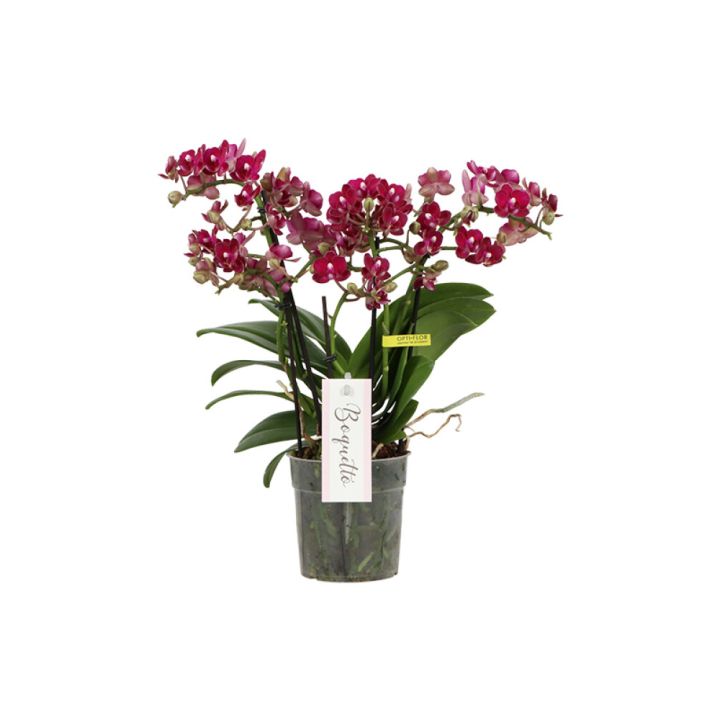 Perhoskämmekkä Phalaenopsis Temptation Mix 3-vanaa P12
