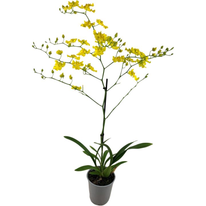 Nystykämmekkä Oncidium Yellow Hart 2-vanaa P12