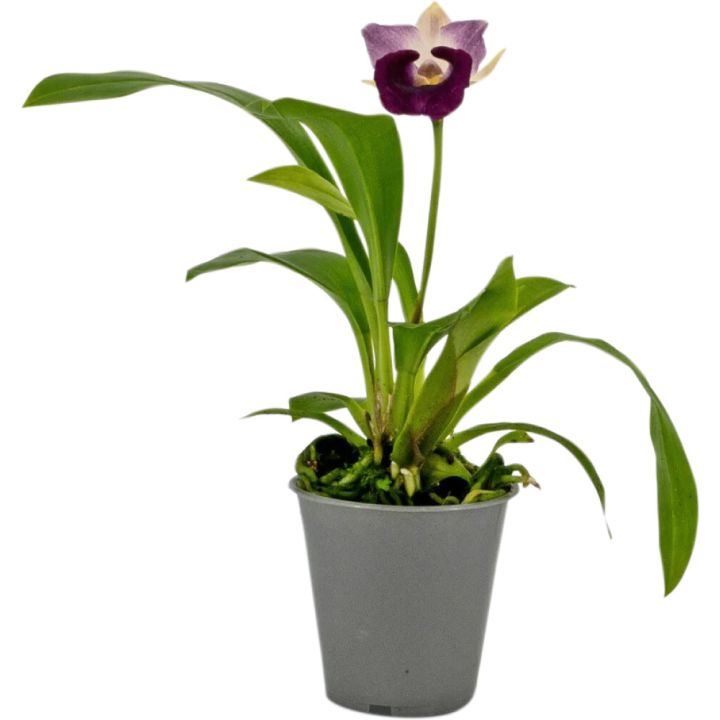Orkidea Cochleanthes Hybrid P12