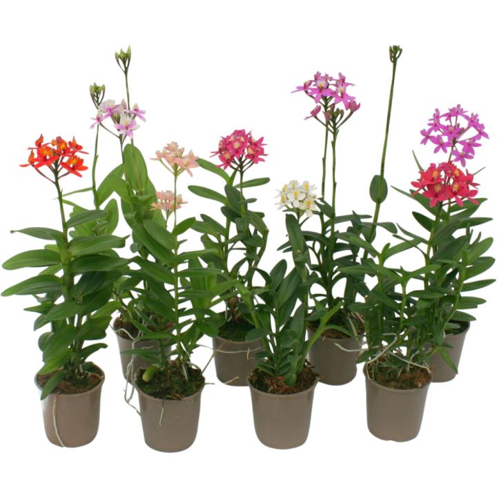 Orkidea Epidendrum Hybrid 2-vanaa P9