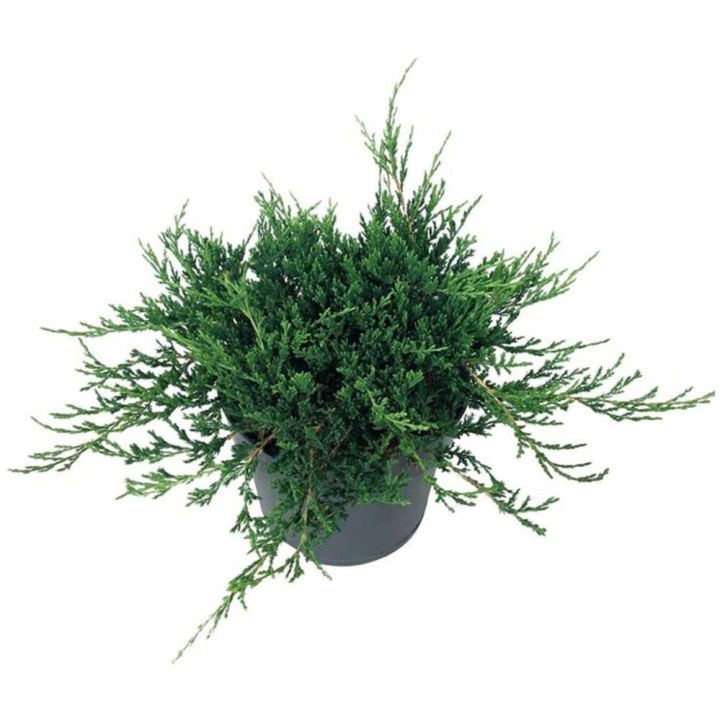 Sinilaakakataja Juniperus Horizontalis Blue Chip P17