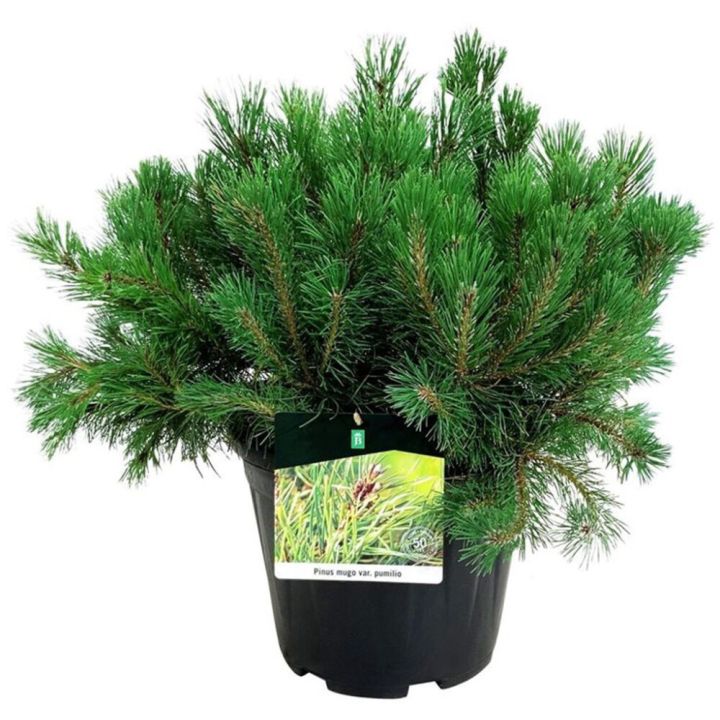 Kääpiövuorimänty Pinus Mugo Pumilio P17