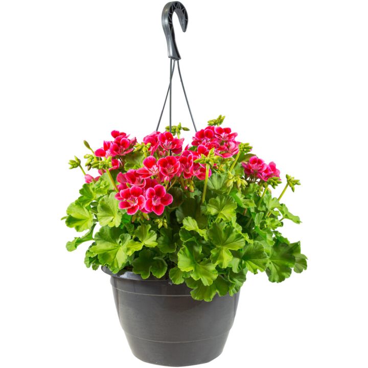 Pelargoni amppeli Kotimainen P25