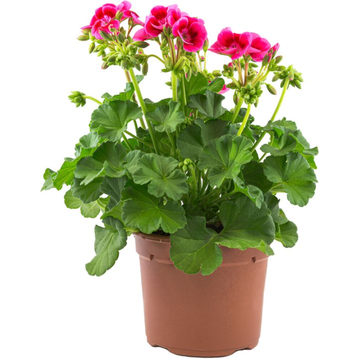 Pelargoni mix Kotimainen P14