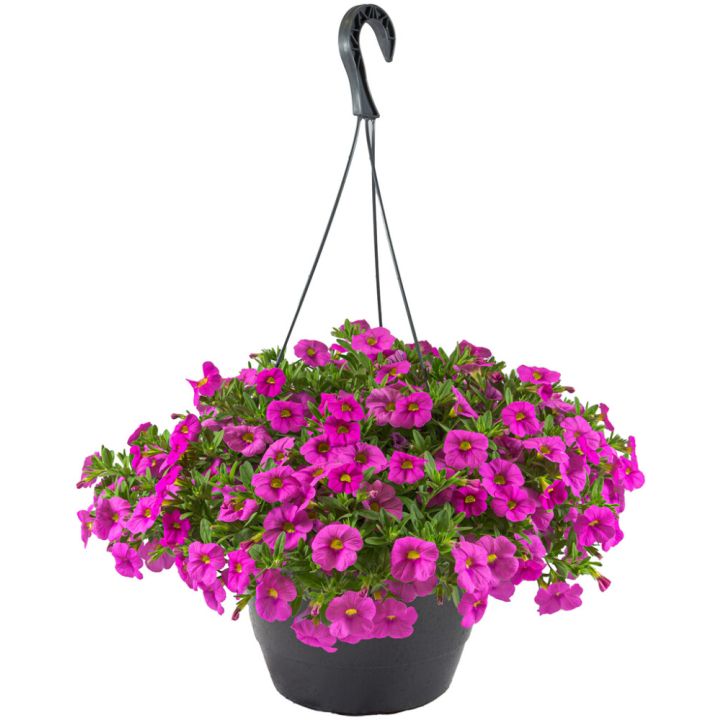 Miljoonakello Calibrachoa amppeli Kotimainen P25