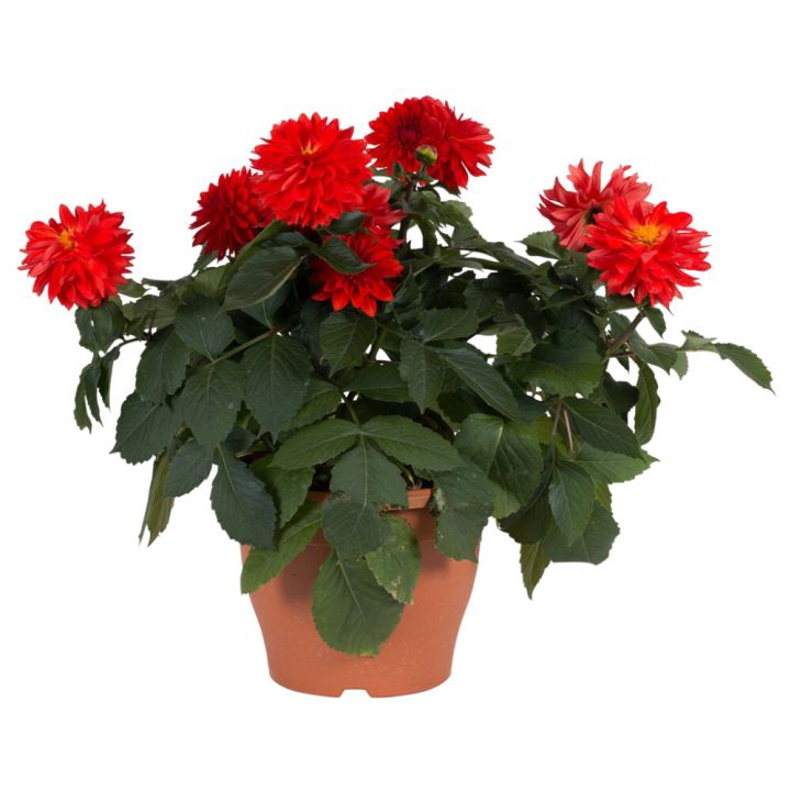Dahlia Mix Kotimainen P17