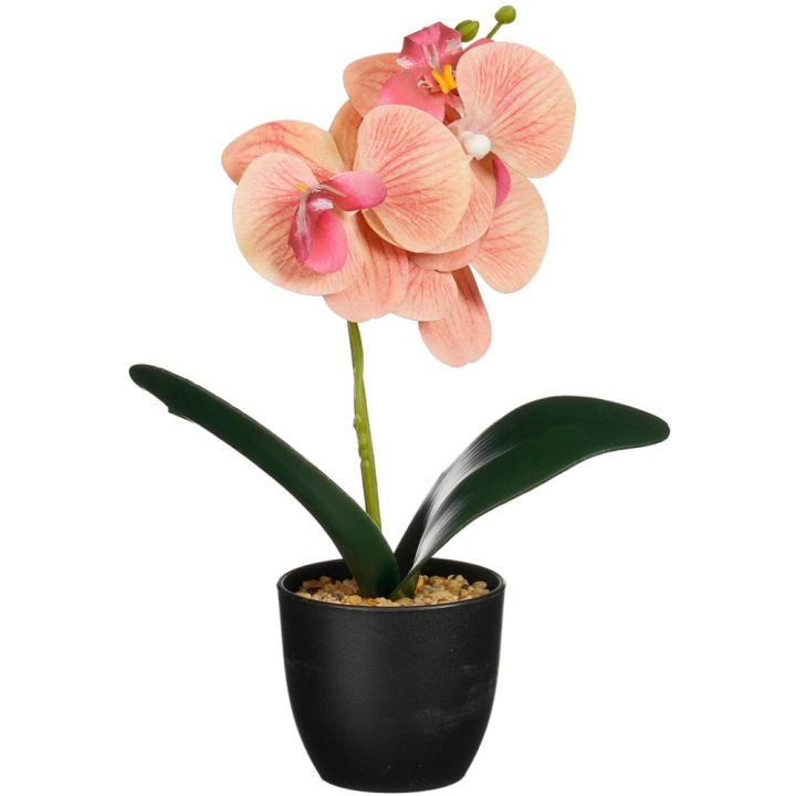 Silkkikasvi orkidea ruukussa lajitelma