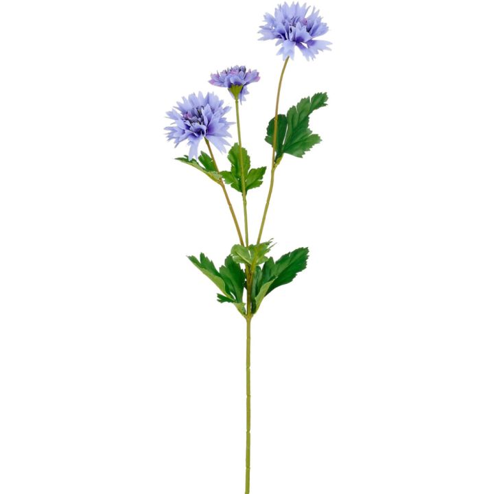 Silkkikasvi Ruiskaunokki 66 cm sininen