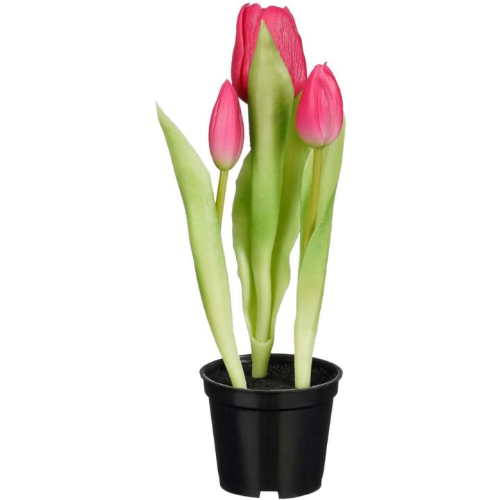 Sillkikasvi Tulppaani ruukussa P7,5 cm lajitelma