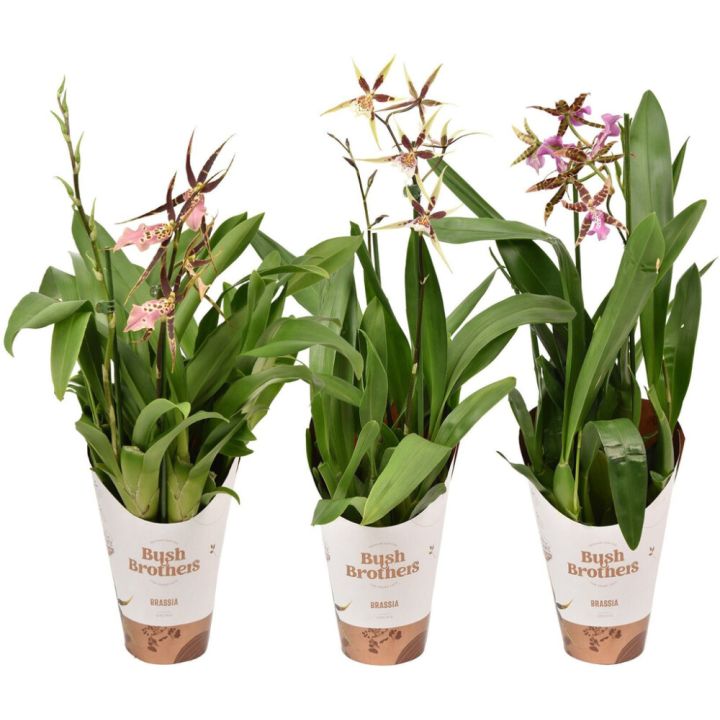 Hämähäkkikämmekkä Brassia Mix 2-vanaa P12