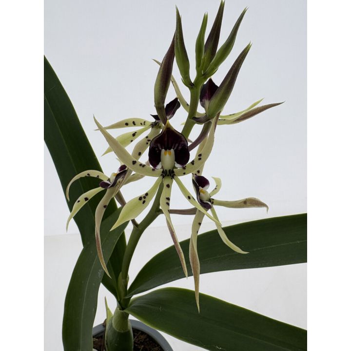 Orkidea Encyclia vihreä P12