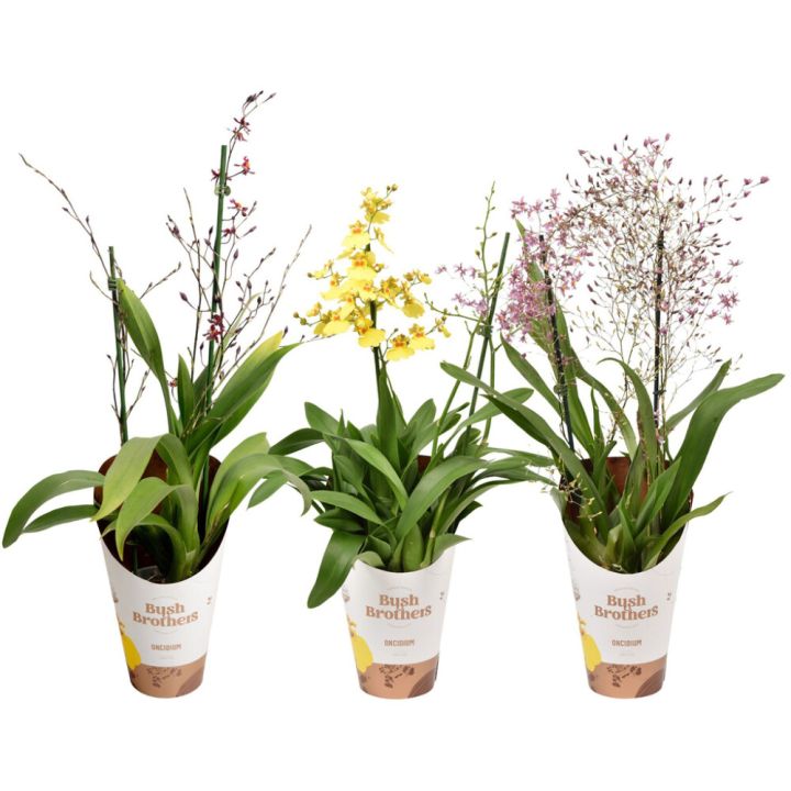 Oncidium 2-vanaa Mix P12