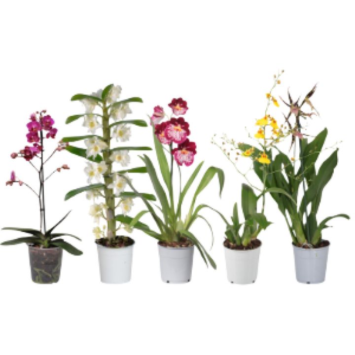 Orkidea Mix P12