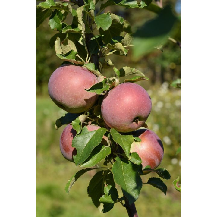 Omena Malus Domestica Daina