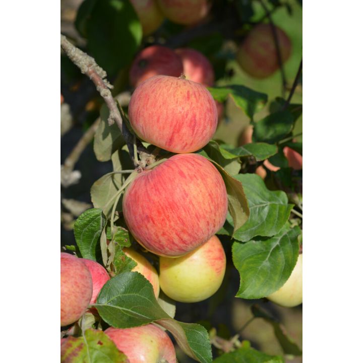 Omena Malus Domestica Harlamovski
