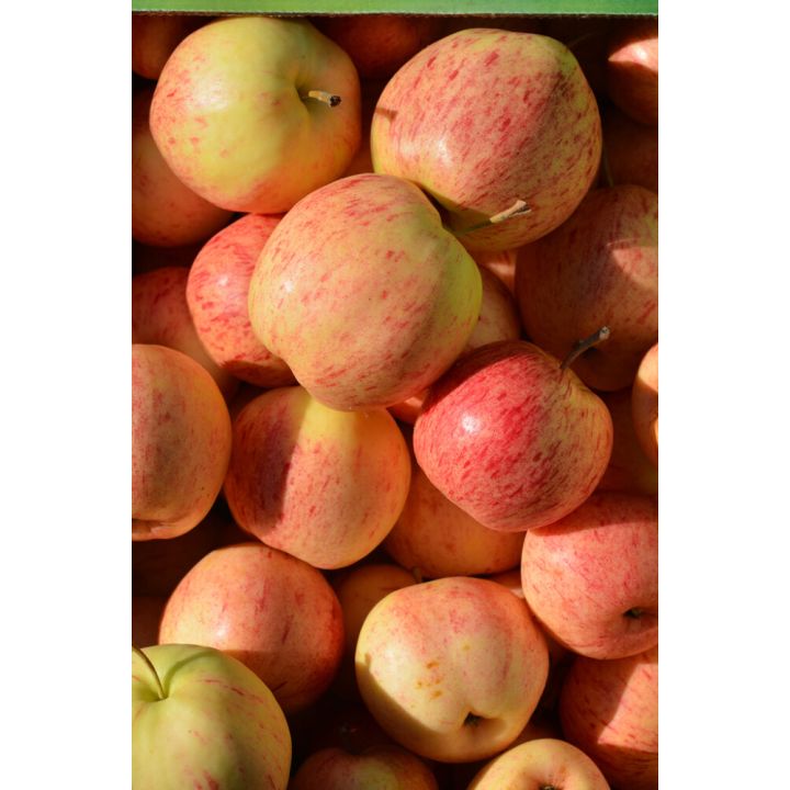 Päärynäomena Malus Domestica Moskovan
