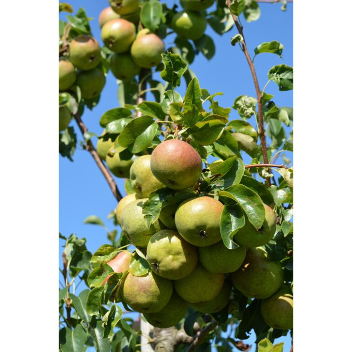 Päärynä Pyrus Communis Jukka