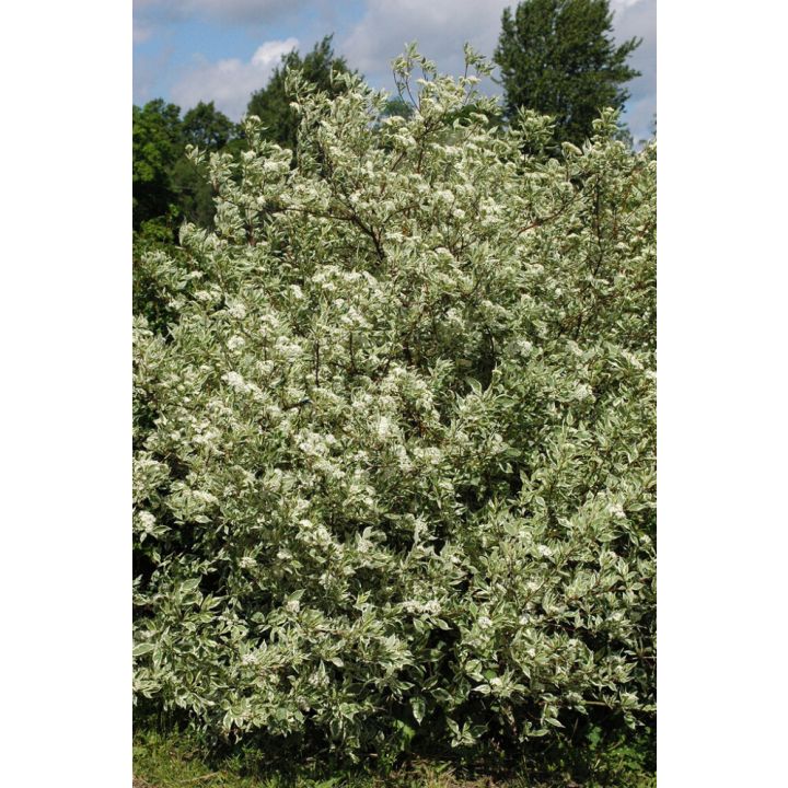 Valkokirjokanukka Cornus Alba Elegantissima