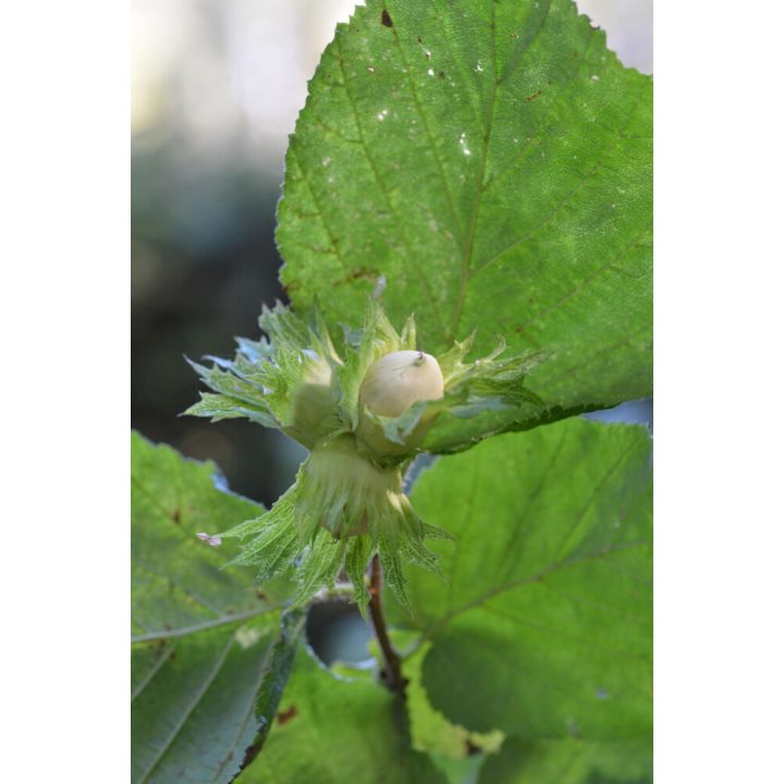 Euroopanpähkinäpensas Corylus Avellana