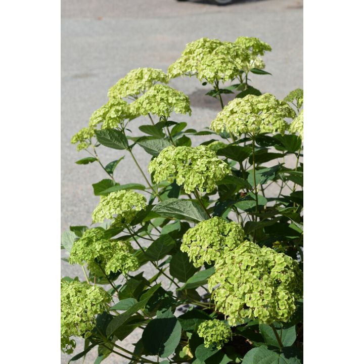 Pallohortensia Sublime Annabelle